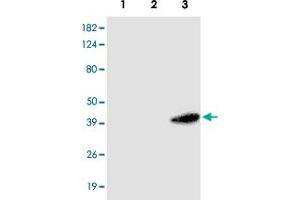 Western blot analysis of HEK 293 (1) , A - 549 (2) and HeLa (3) cells extracts were resolved by SDS - PAGE , transferred to PVDF membrane and probed with RASSF1 monoclonal antibody , clone 3F3 (1 : 1000)  . (RASSF1 Antikörper  (AA 1-340))