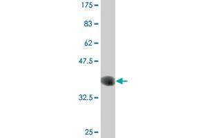 Western Blot detection against Immunogen (36. (CLK3 Antikörper  (AA 36-136))