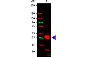 Image no. 1 for Goat anti-Rabbit IgG (Fc Region) antibody (ABIN300830) (Ziege anti-Kaninchen IgG (Fc Region) Antikörper)