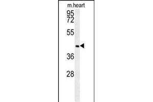 NIL2 Antibody (N-term) (ABIN651598 and ABIN2840315) western blot analysis in mouse heart tissue lysates (35 μg/lane).