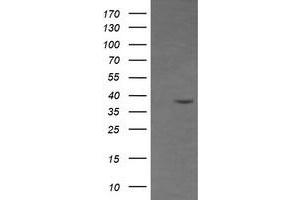 Image no. 2 for anti-CD33 (CD33) antibody (ABIN1497270) (CD33 Antikörper)