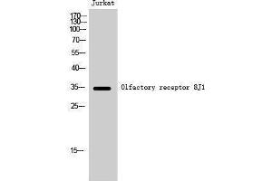 Western Blotting (WB) image for anti-Olfactory Receptor, Family 8, Subfamily J, Member 1 (OR8J1) (C-Term) antibody (ABIN3186199) (OR8J1 Antikörper  (C-Term))
