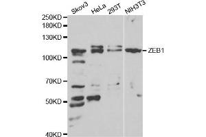 Western blot analysis of extracts of various cell lines, using ZEB1 antibody. (ZEB1 Antikörper)