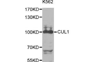 Western blot analysis of extracts of K-562 cells, using CUL1 antibody. (Cullin 1 Antikörper)