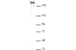 Chd5 antibody (mAb) (Clone 5A10) tested by Western blot.