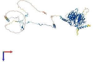 DNAI1 Protein (AA 1-701) (His tag)