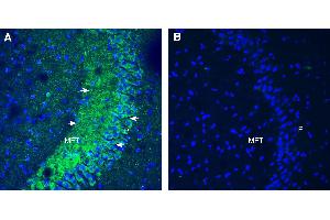 Expression of Opsin 3 in mouse hippocampus. (OPN3 Antikörper  (Extracellular))