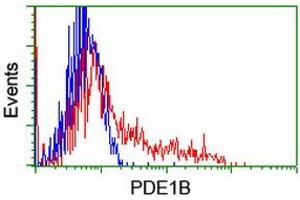 Image no. 3 for anti-phosphodiesterase 1B, Calmodulin-Dependent (PDE1B) antibody (ABIN1500073) (PDE1B Antikörper)