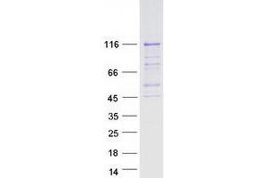 Western Blotting (WB) image for PMS2 Postmeiotic Segregation Increased 2 (S. Cerevisiae) (PMS2) (Transcript Variant 1) protein (Myc-DYKDDDDK Tag) (ABIN2729223)