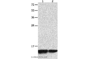Western blot analysis of Jurkat and 231 cell  , using MYL9 Polyclonal Antibody at dilution of 1:1500 (MYL9 Antikörper)