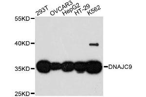 Western blot analysis of extracts of various cell lines, using DNAJC9 antibody. (DNAJC9 Antikörper  (AA 1-260))