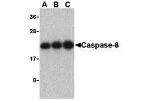 Western Blotting (WB) image for anti-Caspase 8 (CASP8) (C-Term) antibody (ABIN1030319) (Caspase 8 Antikörper  (C-Term))