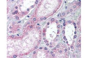 Immunohistochemical (Formalin/PFA-fixed paraffin-embedded sections) staining in human kidney with AADAT polyclonal antibody . (AADAT Antikörper)