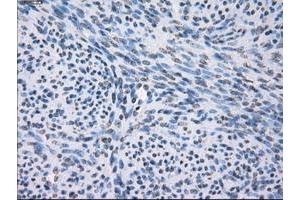 Image no. 8 for anti-Fc gamma RII (CD32) antibody (ABIN1497255) (Fc gamma RII (CD32) Antikörper)