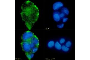 Immunofluorescence staining of fixed Caco-2 cells with anti-Lewis a,b antibody HEA164. (Rekombinanter Lewis Blood Group A/b Antikörper)