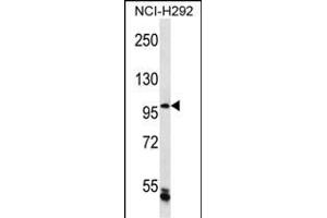 CHTF18 Antibody (C-term) (ABIN656910 and ABIN2846107) western blot analysis in NCI- cell line lysates (35 μg/lane). (CTF18 Antikörper  (C-Term))