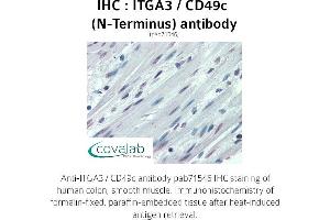 Image no. 1 for anti-Integrin, alpha 3 (ITGA3) (N-Term) antibody (ABIN1736068) (ITGA3 Antikörper  (N-Term))