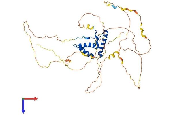 SOX17 Protein (AA 1-419) (His tag)