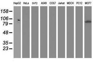 Image no. 1 for anti-Dipeptidyl-Peptidase 3 (DPP3) antibody (ABIN1497829) (DPP3 Antikörper)