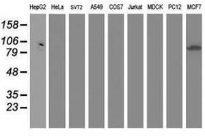 Image no. 1 for anti-Dipeptidyl-Peptidase 3 (DPP3) antibody (ABIN1497829) (DPP3 Antikörper)