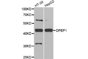 Western blot analysis of extracts of various cell lines, using DPEP1 antibody (ABIN5973713) at 1/1000 dilution. (DPEP1 Antikörper)