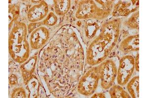 IHC image of ABIN7148386 diluted at 1:400 and staining in paraffin-embedded human kidney tissue performed on a Leica BondTM system. (CFHR1 Antikörper  (AA 132-221))