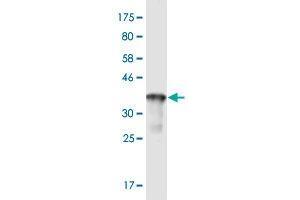 Western Blot detection against Immunogen (37. (R-Ras Antikörper  (AA 109-218))