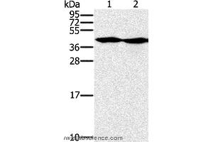 Western blot analysis of Hepg2 and k562 cell, using MORF4L1 Polyclonal Antibody at dilution of 1:400 (MORF4L1 Antikörper)