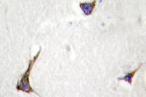 Image no. 2 for anti-Syndecan 4 (SDC4) antibody (ABIN317791) (SDC4 Antikörper)