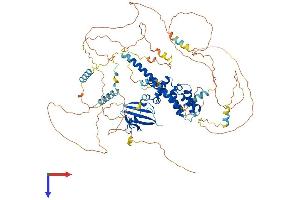 AXIN2 Protein (AA 1-843) (His tag)