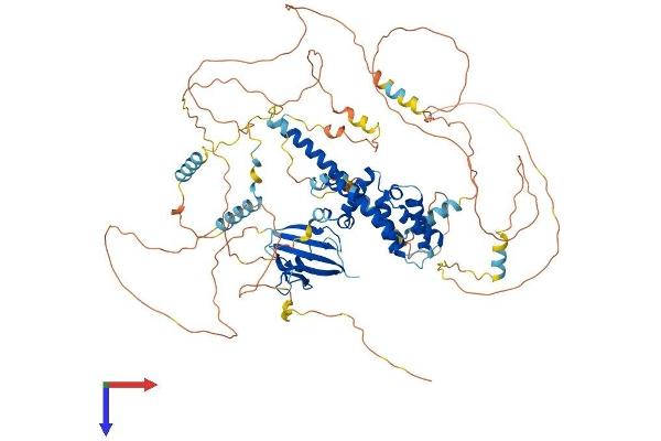 AXIN2 Protein (AA 1-843) (His tag)