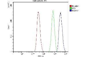 Flow Cytometry analysis of A431 cells using anti-RBM47 antibody (ABIN7602242). (RBM47 Antikörper  (AA 66-317))