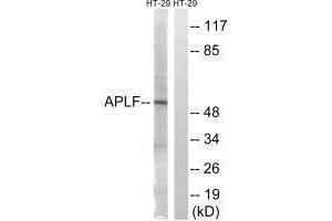 Western blot analysis of extracts from HT-29 cells, using APLF (Ab-116) antibody. (APLF Antikörper  (Ser116))