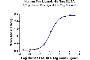 Immobilized Human Fas Ligand, His Tag at 2 μg/mL (100 μL/Well) on the plate. (FASL Protein (His tag))