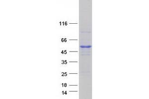 Western Blotting (WB) image for Ras-Related GTP Binding C (RRAGC) protein (Myc-DYKDDDDK Tag) (ABIN2712362)