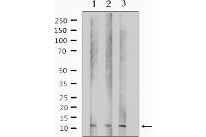 Western blot analysis of extracts from various samples, using TUSC2 Antibody. (TUSC2 Antikörper  (Internal Region))