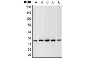 Western blot analysis of MKK1 (pT286) expression in HEK293T PMA-treated (A), NIH3T3 UV-treated (B), C2C12 (C), PC12 PMA-treated (D), C6 (E) whole cell lysates. (MEK1 Antikörper  (pSer286))