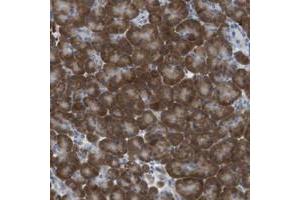 Immunohistochemical staining of human pancreas with CLPTM1L polyclonal antibody  shows strong cytoplasmic positivity in exocrine glandular cells. (CLPTM1L Antikörper)