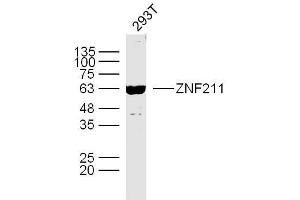 Human 293T cells probed with ZNF211 Polyclonal Antibody, unconjugated  at 1:300 overnight at 4°C followed by a conjugated secondary antibody at 1:10000 for 90 minutes at 37°C. (ZNF211 Antikörper  (AA 51-160))