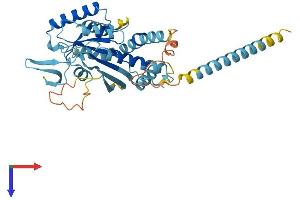 Septin 1 Protein (SEPT1) (AA 1-366) (His tag)