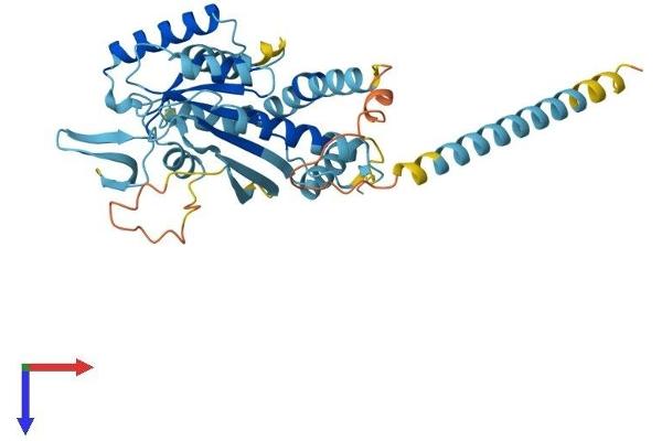 Septin 1 Protein (SEPT1) (AA 1-366) (His tag)