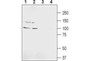 Western blot analysis of rat hippocampus lysate (lanes 1 and 3) and rat brain lysate (lanes 2 and 4): - 1,2. (GRIK5 Antikörper  (Extracellular, N-Term))