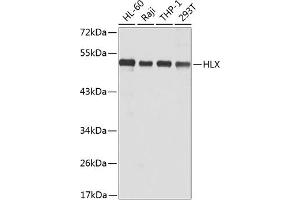 Western blot analysis of extracts of various cell lines, using HLX antibody (ABIN6131788, ABIN6141853, ABIN6141855 and ABIN6223309) at 1:1000 dilution. (HLX Antikörper  (AA 80-280))