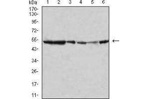 Western Blotting (WB) image for anti-Mitogen-Activated Protein Kinase 10 (MAPK10) (AA 180-329) antibody (ABIN5895586) (MAPK10 Antikörper  (AA 180-329))