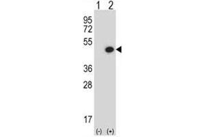 Western blot analysis of BMP7 antibody and 293 cell lysate either nontransfected (Lane 1) or transiently transfected (2) with the BMP7 gene. (BMP7 Antikörper  (AA 280-309))