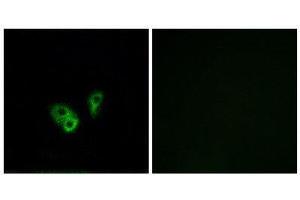 Immunofluorescence (IF) image for anti-Cyclic Nucleotide Gated Channel alpha 2 (CNGA2) (Internal Region) antibody (ABIN1851186) (CNGA2 Antikörper  (Internal Region))