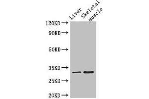Western Blot Positive WB detected in: Mouse liver tissue, Mouse skeletal muscle tissue All lanes: RSPH9 antibody at 3 μg/mL Secondary Goat polyclonal to rabbit IgG at 1/50000 dilution Predicted band size: 32, 35 kDa Observed band size: 32 kDa (RSPH9 Antikörper  (AA 62-171))