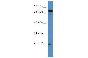 Western Blot showing SFT2D3 antibody used at a concentration of 1-2 ug/ml to detect its target protein.
