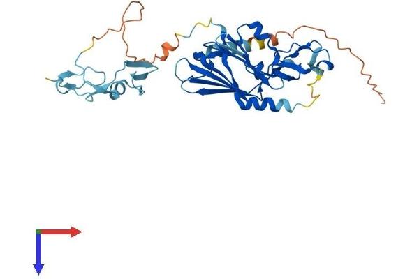 ITGB1BP2 Protein (AA 1-350) (His tag)