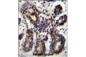 NBPF8 Antibody (N-term) (ABIN655536 and ABIN2845048) immunohistochemistry analysis in formalin fixed and paraffin embedded human breast tissue followed by peroxidase conjugation of the secondary antibody and DAB staining. (NBPF8 Antikörper  (N-Term))